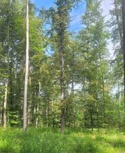 FriedWald Donaueschingen Bild 4