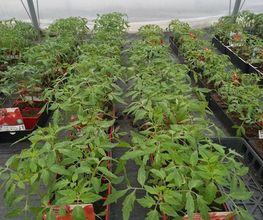 BJL Potager image 18