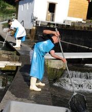 Truite De Banka image 1