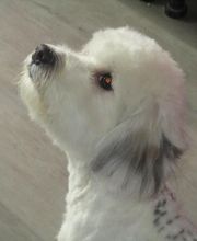 Com Chien Et Chat image 7