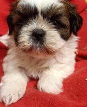 Manusset Sylvie image 6