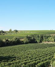 Weinhof Mößner Bild 2