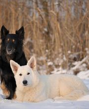 Hundeschule Stein und Hundezucht Bild 1