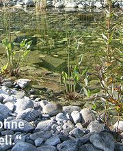 Bösiger Gartenbau AG Bild 13