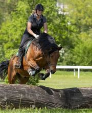 Wohlis Kutschbetrieb &  Ginas Reitschule Bild 11