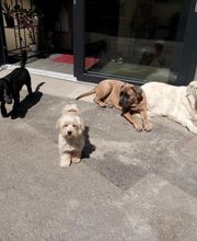 Mon Chien Mon Ami Sarl image 7