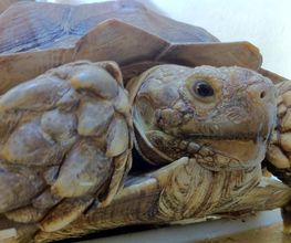 Reptiland image 8