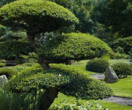 Gartenpflege Kamper Bild 2
