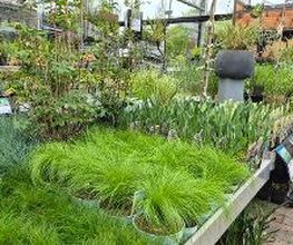 Intratuin Veghel afbeelding 7