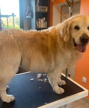 Nany'Dog Toilettage image 12