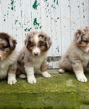 Elevage Kimy's Valey image 2