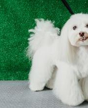 Mökai Mascotas imagen 10