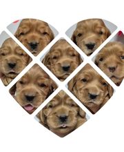 Anton Alice image 11