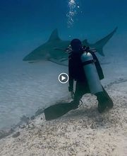 Infinity2Diving imagen 4