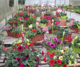 Du Potager Fleuri GAEC image 10