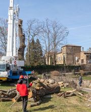 AGS - Arboriste Grimpeur Spécialisé image 14