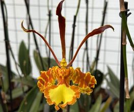 Orchidable di Andrea Martina Bild 7