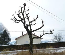 L'Arbre Corrézien image 1