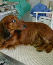 JARA VETERINARIOS 2.jpg