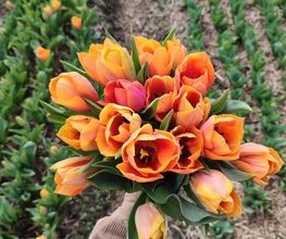 Les Serres et Fleurs de Majolan image 17