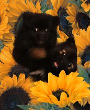 Elevage Des Jours Étoilés image 13