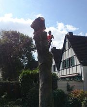 Baumkrone René Hannak Bild 7