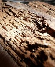 M R CAPITAINE image 4