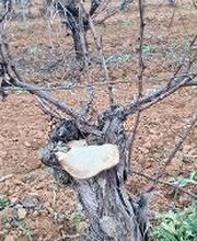 Bodega C. Mingo imagen 1