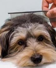 L'Espace Canin image 1