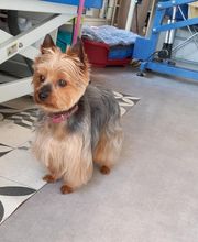 Aux 101 Dalmachiens image 3