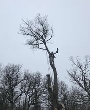 Forest Grimp image 2
