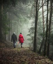 Services Bois et Forêts image 3