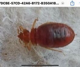 3D Nuisibles Extermination image 1