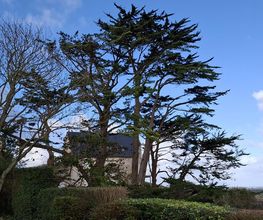 Arbres-Eco image 6