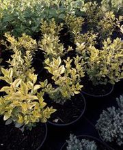 Baumschule Goßner Bild 18