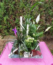 La Primevère image 6