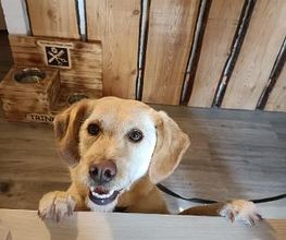 Hundecoiffeuse Linda Bild 6