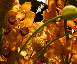 Grossenbacher Martin Blumen Bild 2