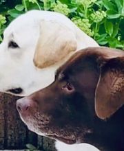 Die Schule der Labradorfreunde Bild 1