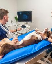 VetGenève - Clinique vétérinaire Bild 13