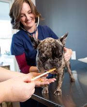 The Pet Doctor - O'Fallon image 18