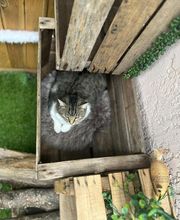 Hotel-cats.com image 6