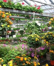 Gärtnerei Felber GmbH Bild 7