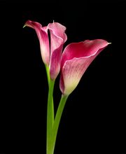 STUDIO PHOTO - 372dpi gmbh Bild 2