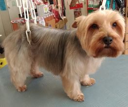 Lady Chiens image 10