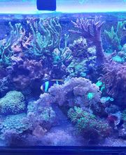 Gallery Professionale