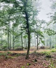 FriedWald Friolzheim Bild 5