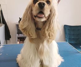 AU CHARME CANIN image 10
