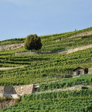 Domaine des Rueyres - Laurent Cossy Bild 2