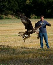 Praktisches Falknereiwissen für angehende Falkner.